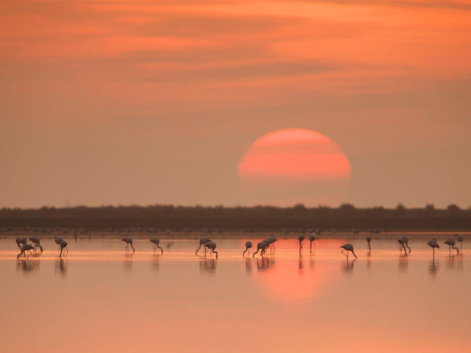 Mas De Melonet Delta Del Ebro Βίλα L'Aldea Εξωτερικό φωτογραφία